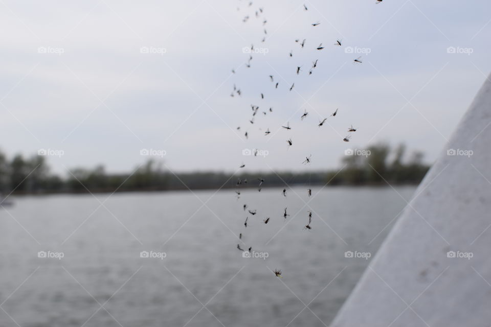 spiderweb