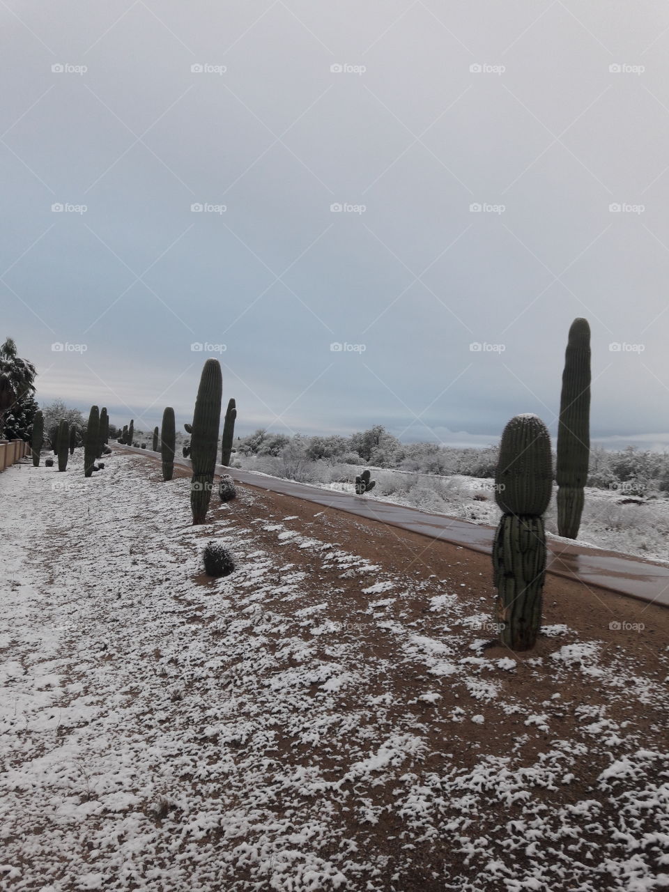 Cacti in the snow