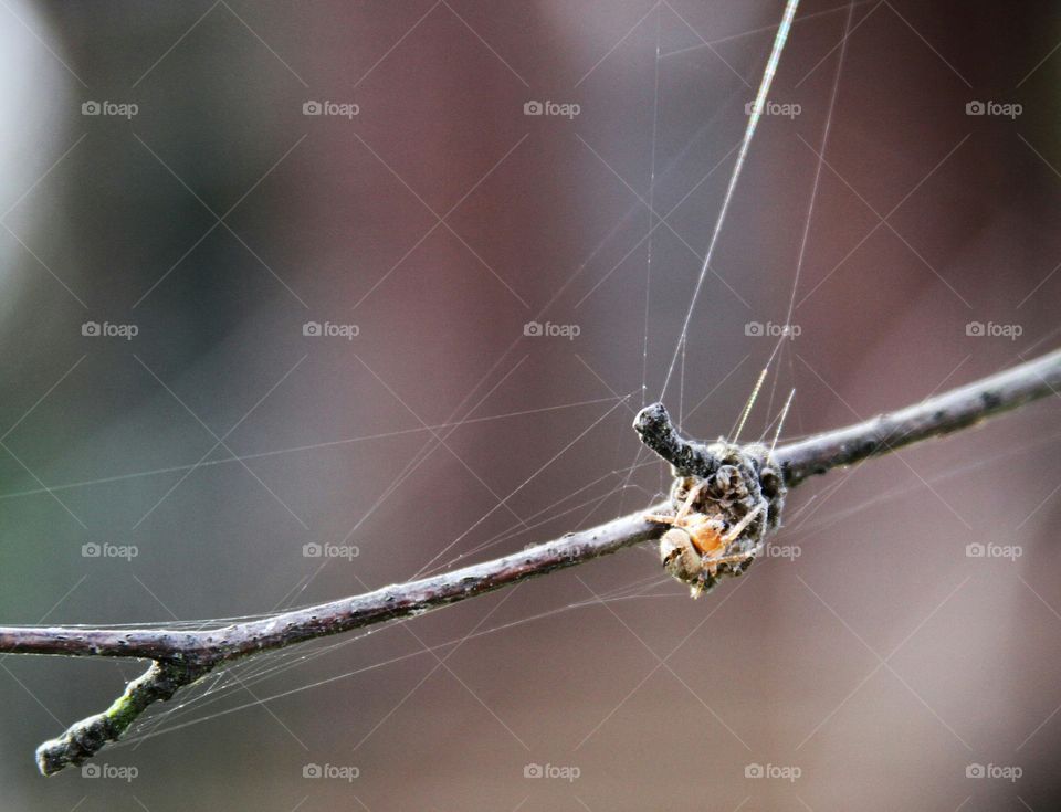 spider waiting with threads extended.