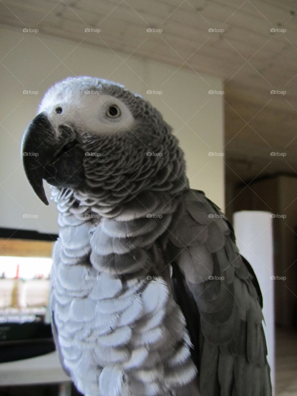 Parrot 