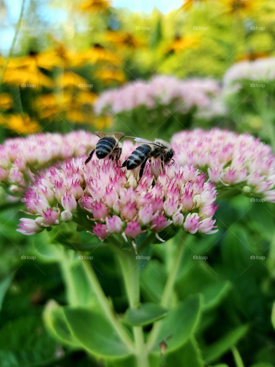 Bees on flowers