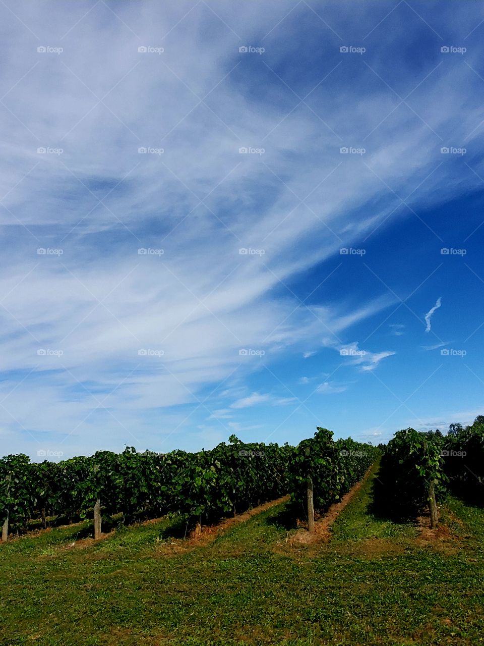 niagara on the lake vineyards