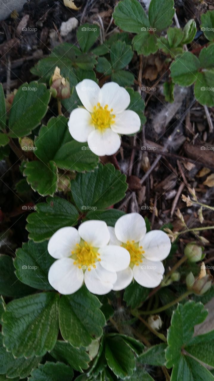 strawberry flowers