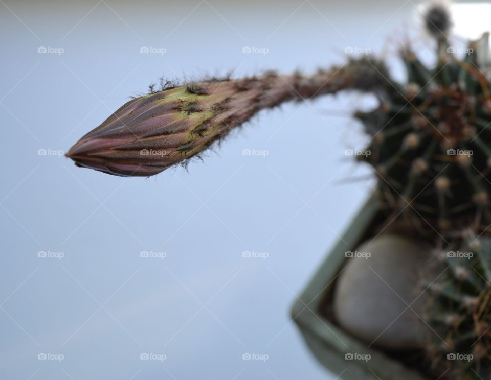 cactus flower bud macro white background