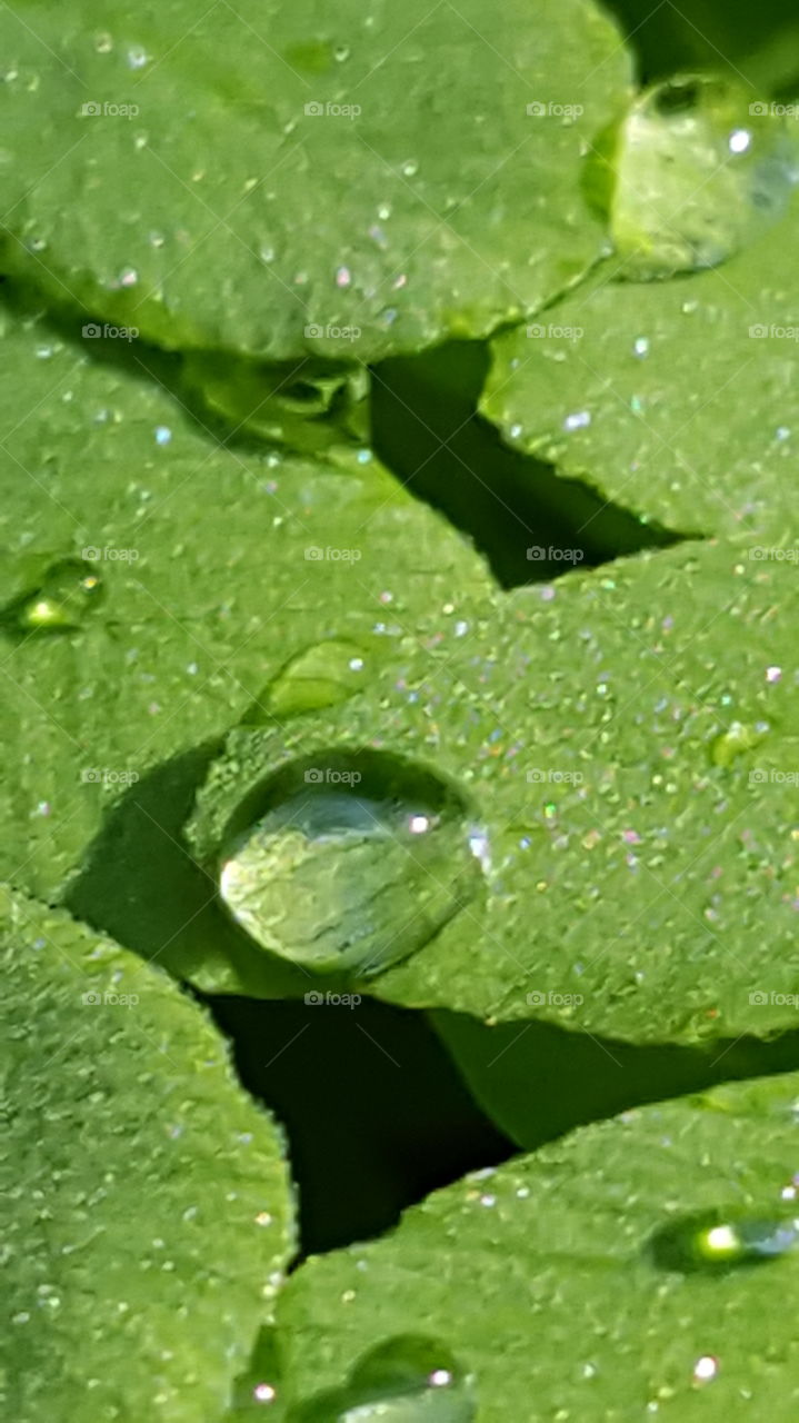 water droplets on a fern leaf