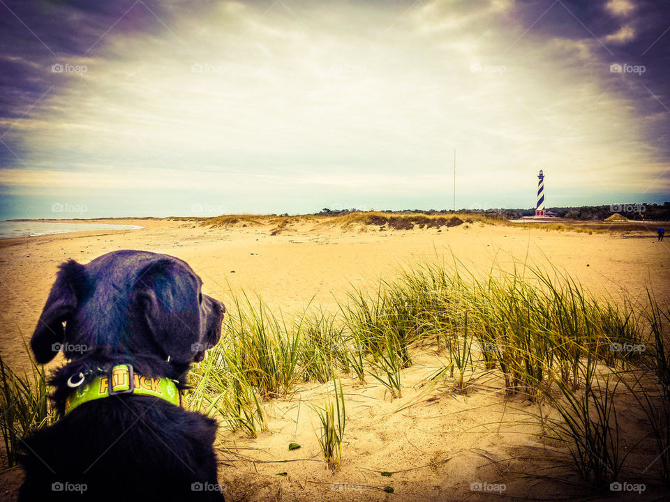 dog and the lighthouse