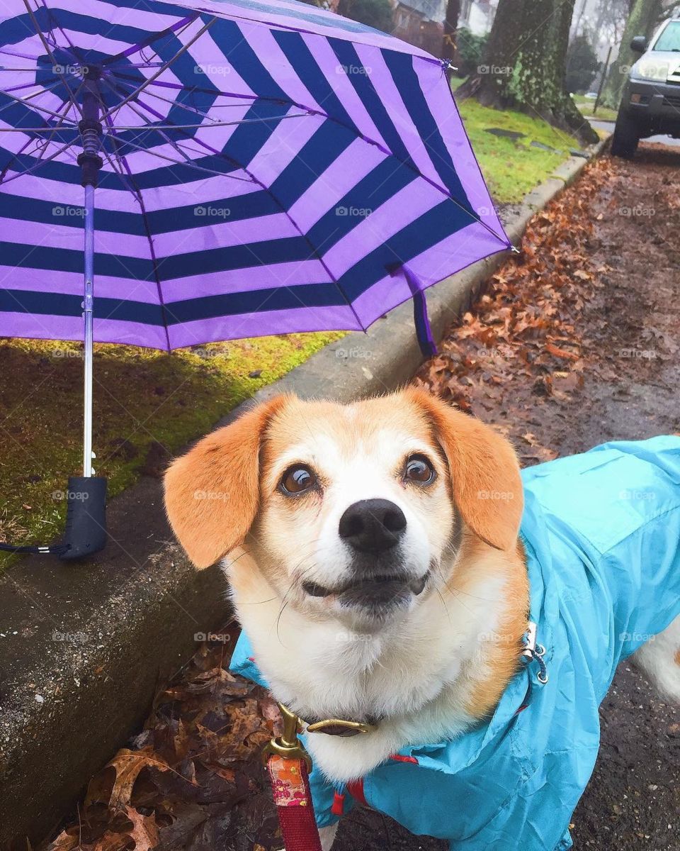 Rainy day dog walks with my little “Poppy-seed”. 