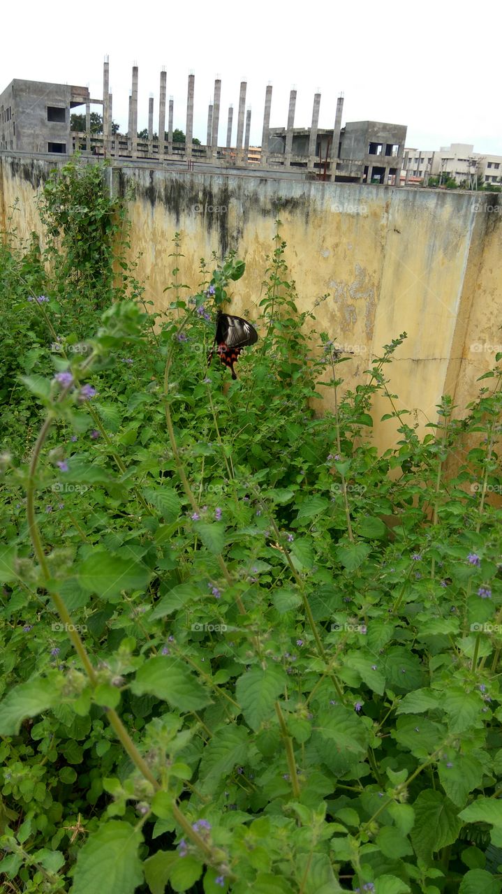 Black colour Butterfly searching little flowers for honey