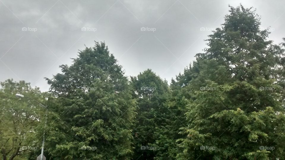 Large Collection of Trees