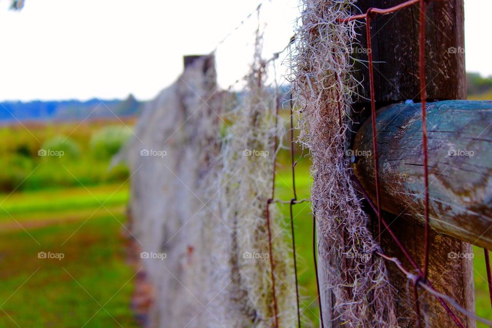 Spanish Moss on a fence