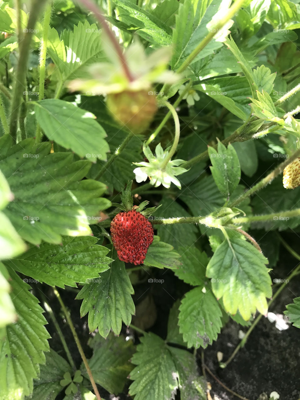 Strawberry 