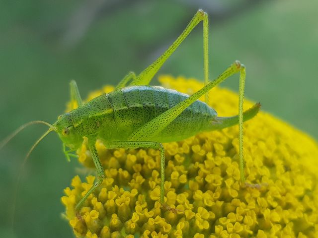 Insect on a flower