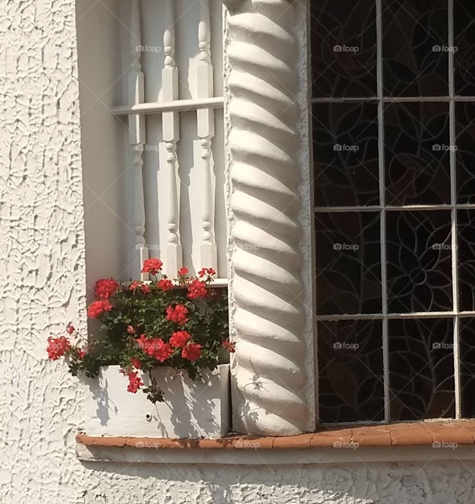 flowers on the Window