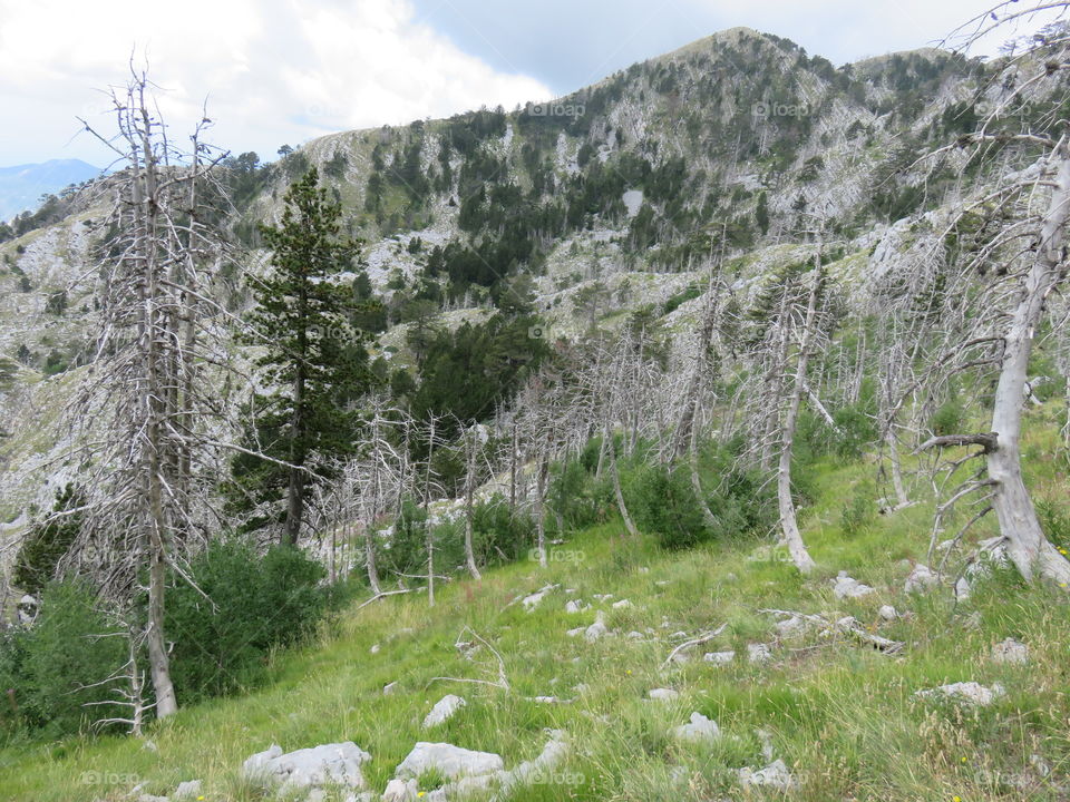 Mountain Orjen Montenegro green slopes with tree trunks and mountain peak