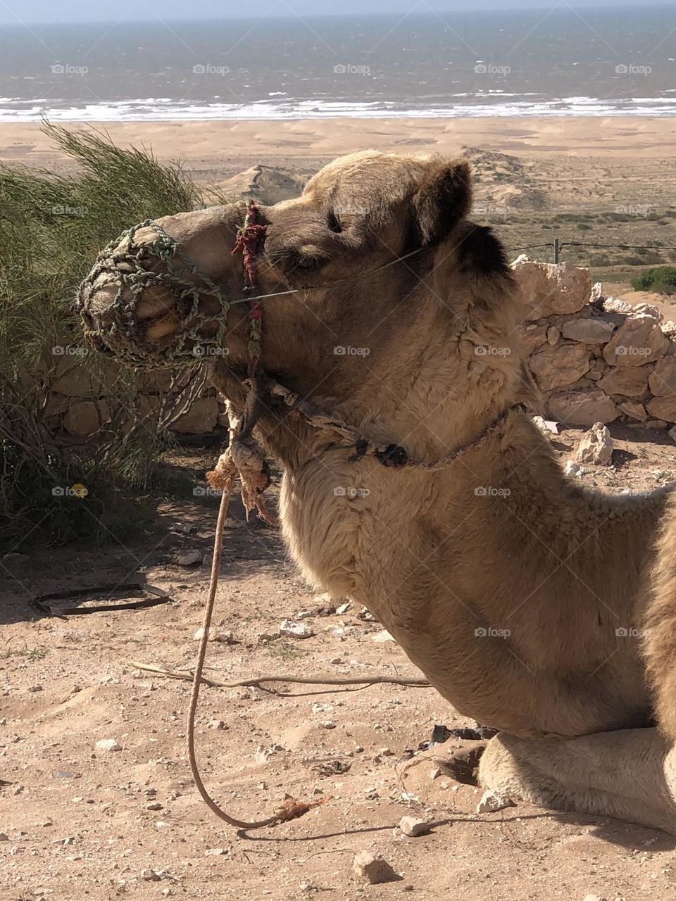 Beautiful camel looking at camera 