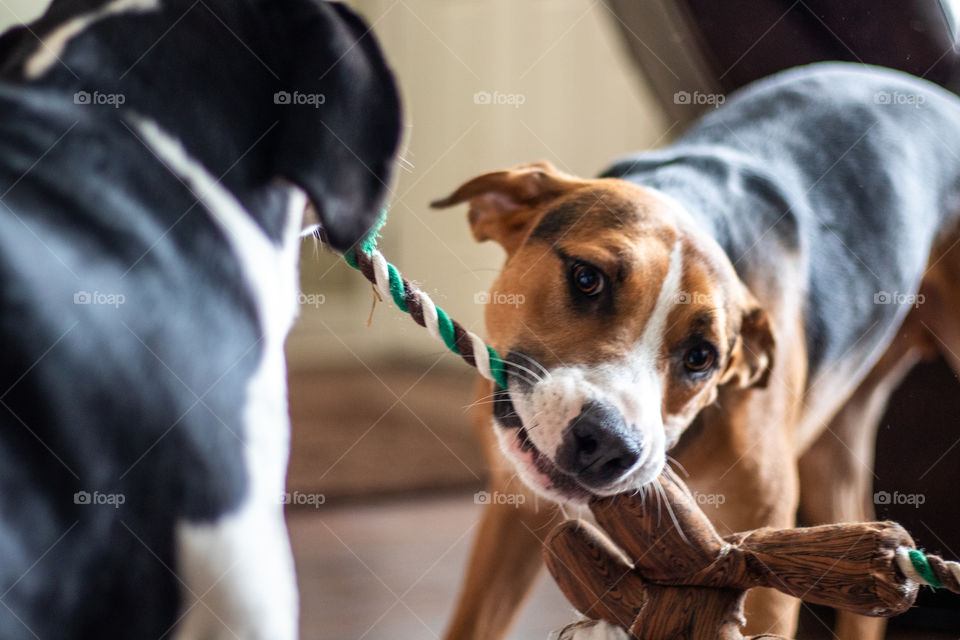 He loves playing tug of war with his sister