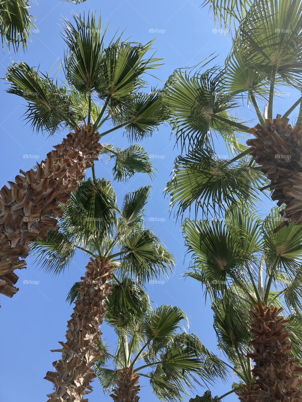 gorgeous tall palm trees and breathtaking blue sky. Summer trip vies. Palm tree lover.