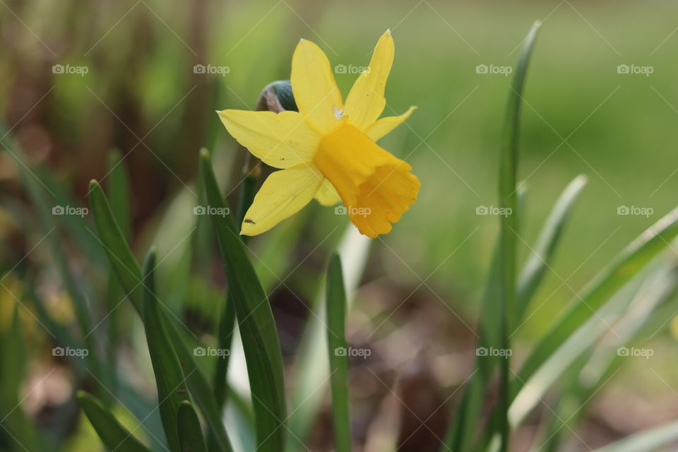 Cute little Daffodil.