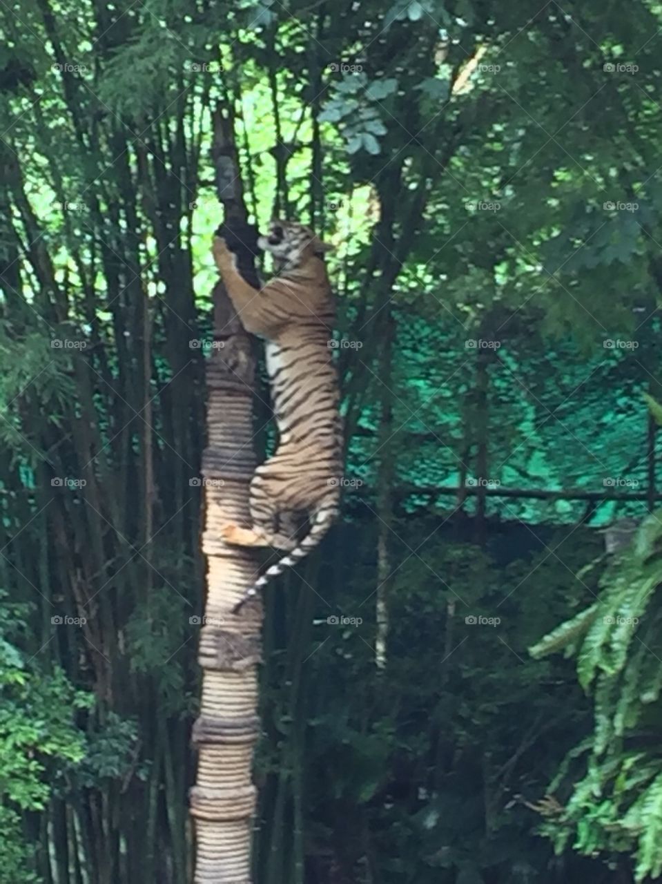 Tree Climbing Tiger