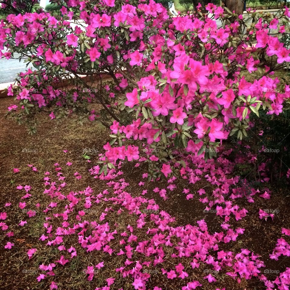 🌼#Flores do nosso #jardim, para alegrar e embelezar nosso dia!
#Jardinagem é nosso #hobby.
🌹
#flowers
#garden
#nature
#flor