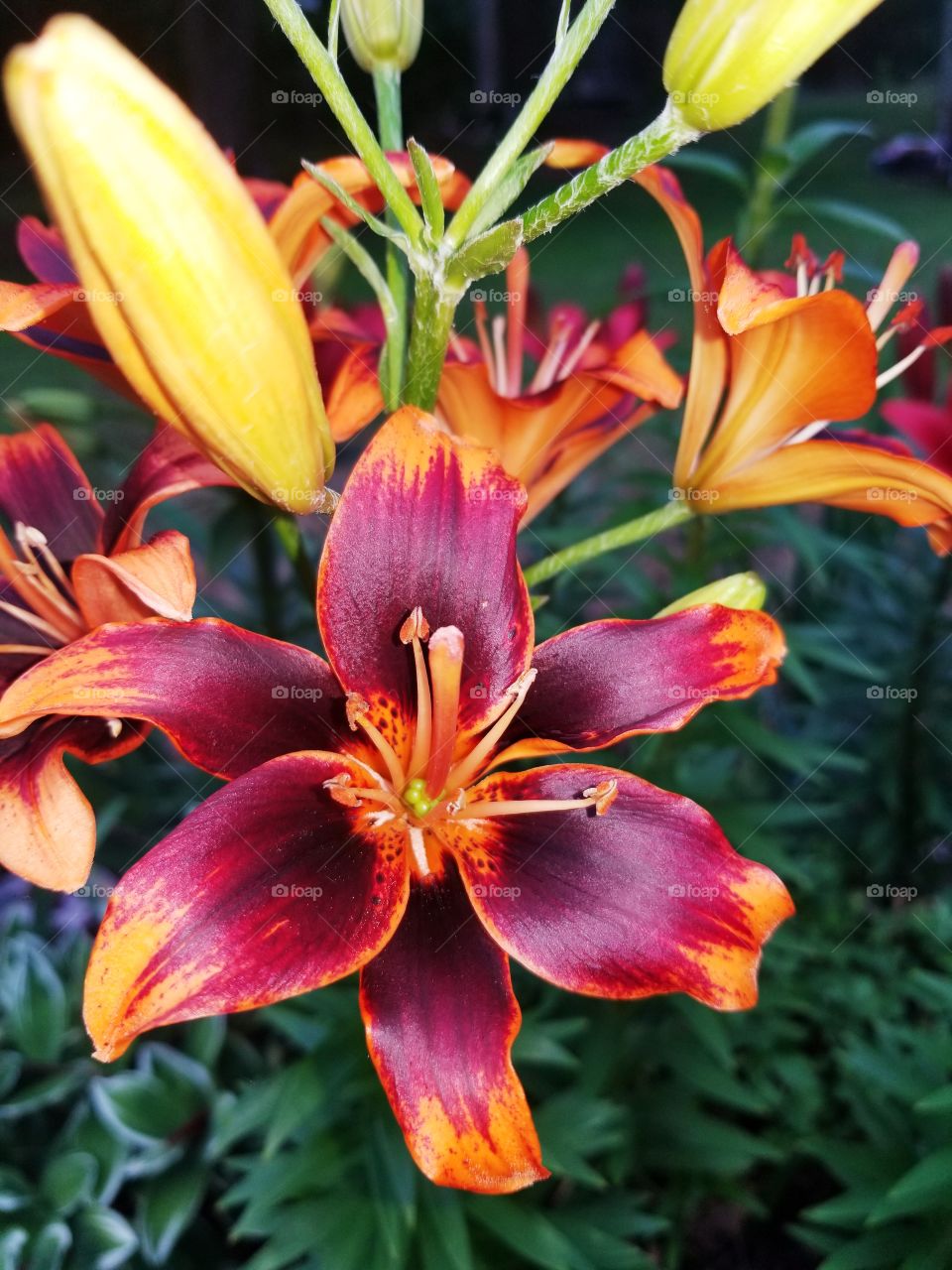 Beautiful, Bold colored flowers