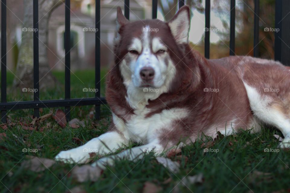 husky laying in the yard
