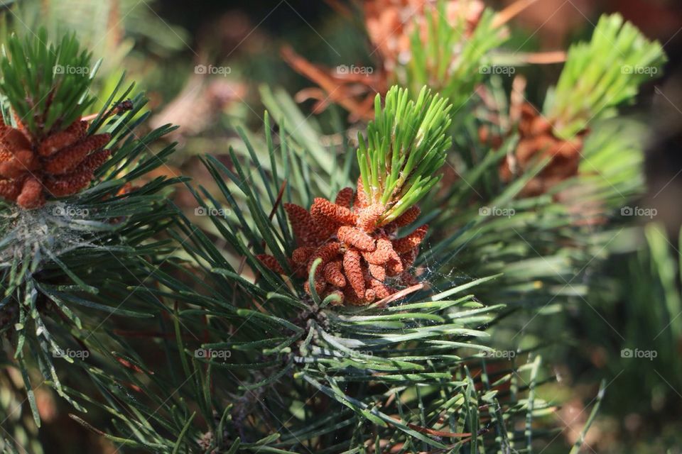 Pinecones 