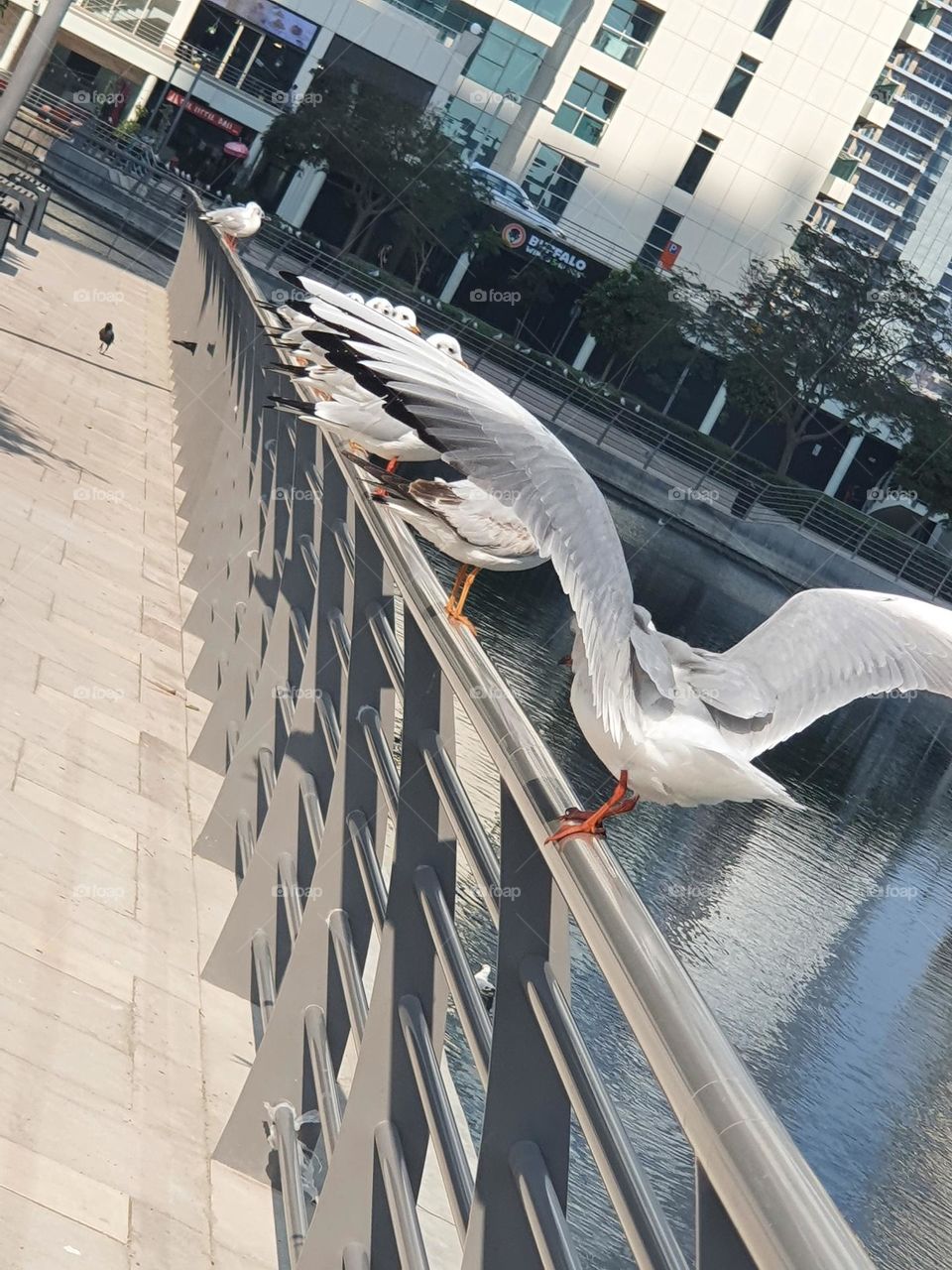 seagulls at the lake