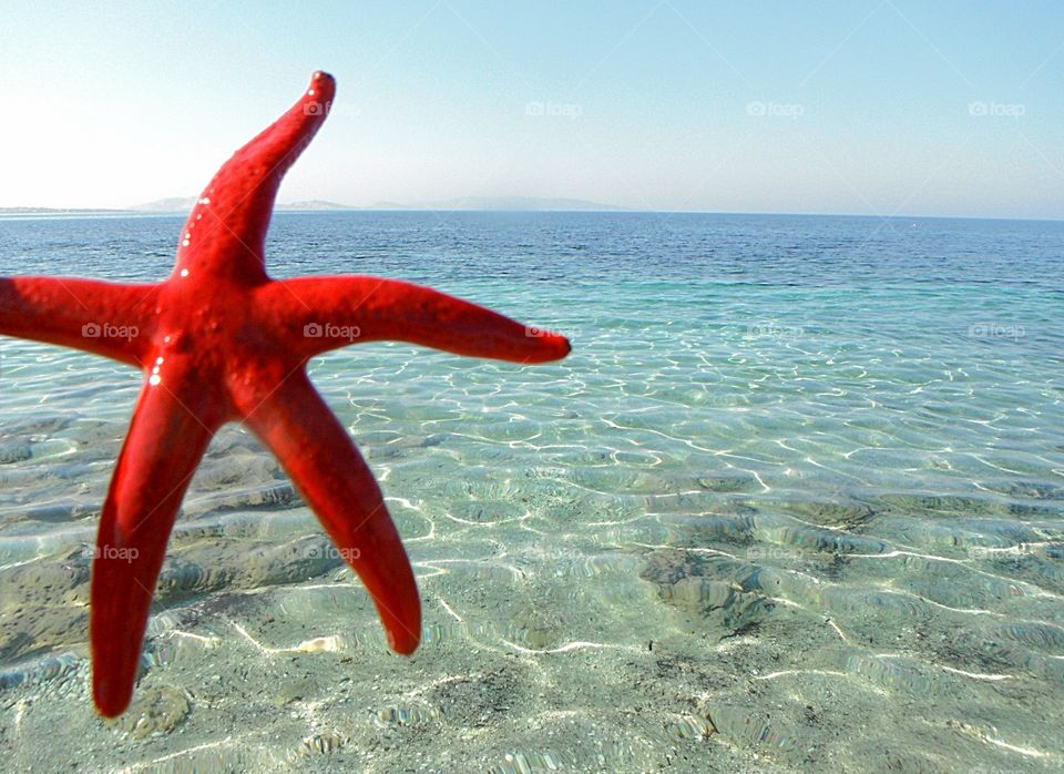 orange color story starfish in front of sea