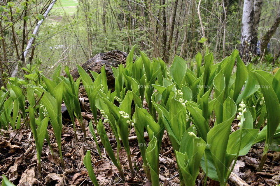 Convallaria majali - lily of the valley 

