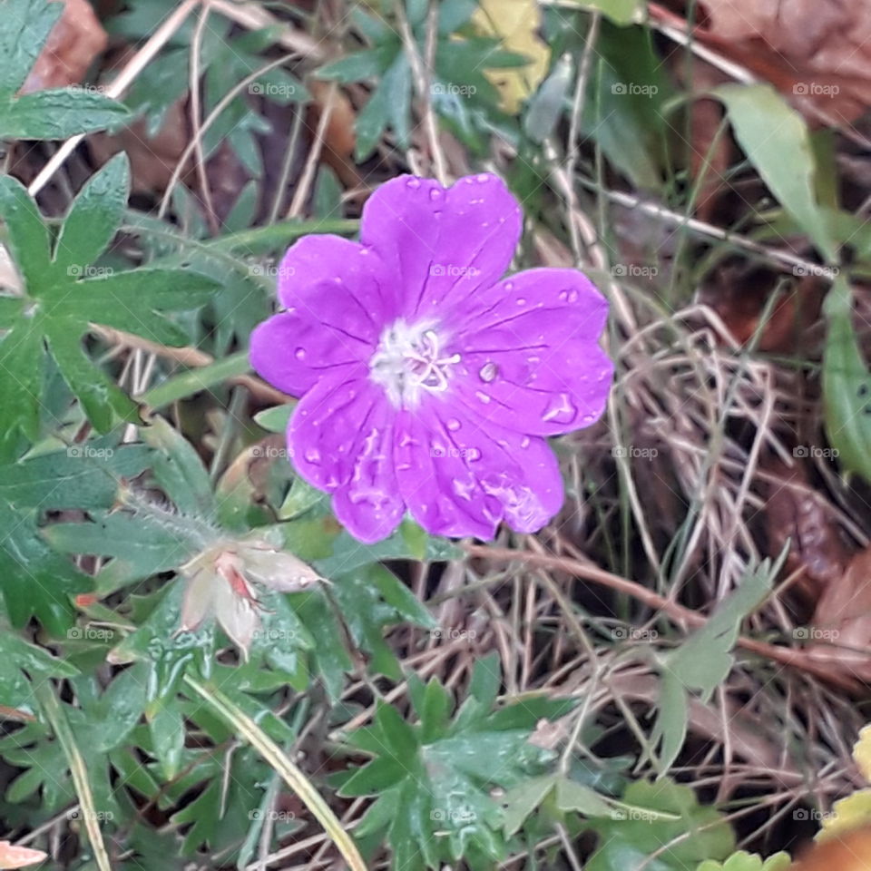 summer meadow flowers in autumn  - purple geranium