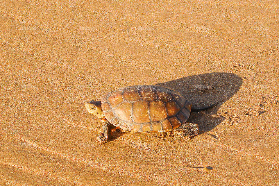 Turtle going back to the sea