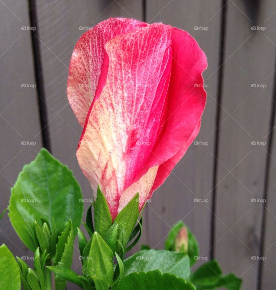 Close-up of a pink hibiscus