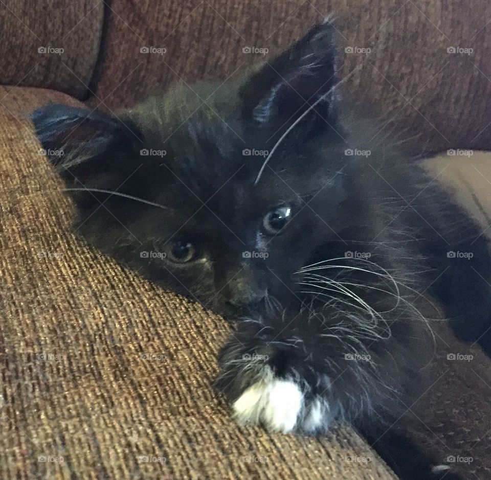 Kitten on the sofa 