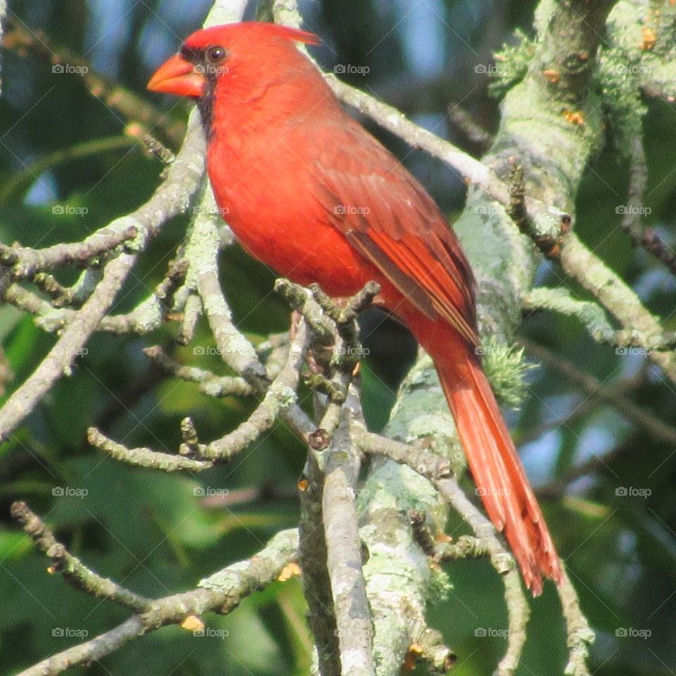 Bird, Wildlife, No Person, Cardinal, Nature