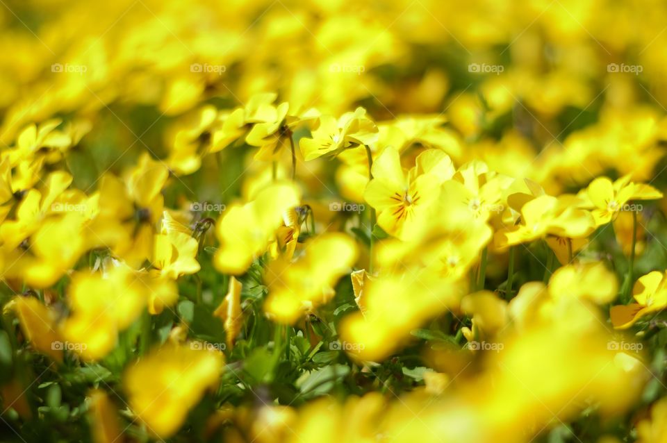 yellow spring flowers