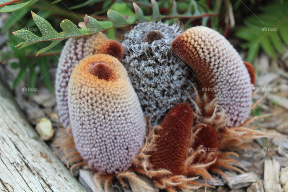 The amazing growth of an Australian native, Banksia blechnifolia