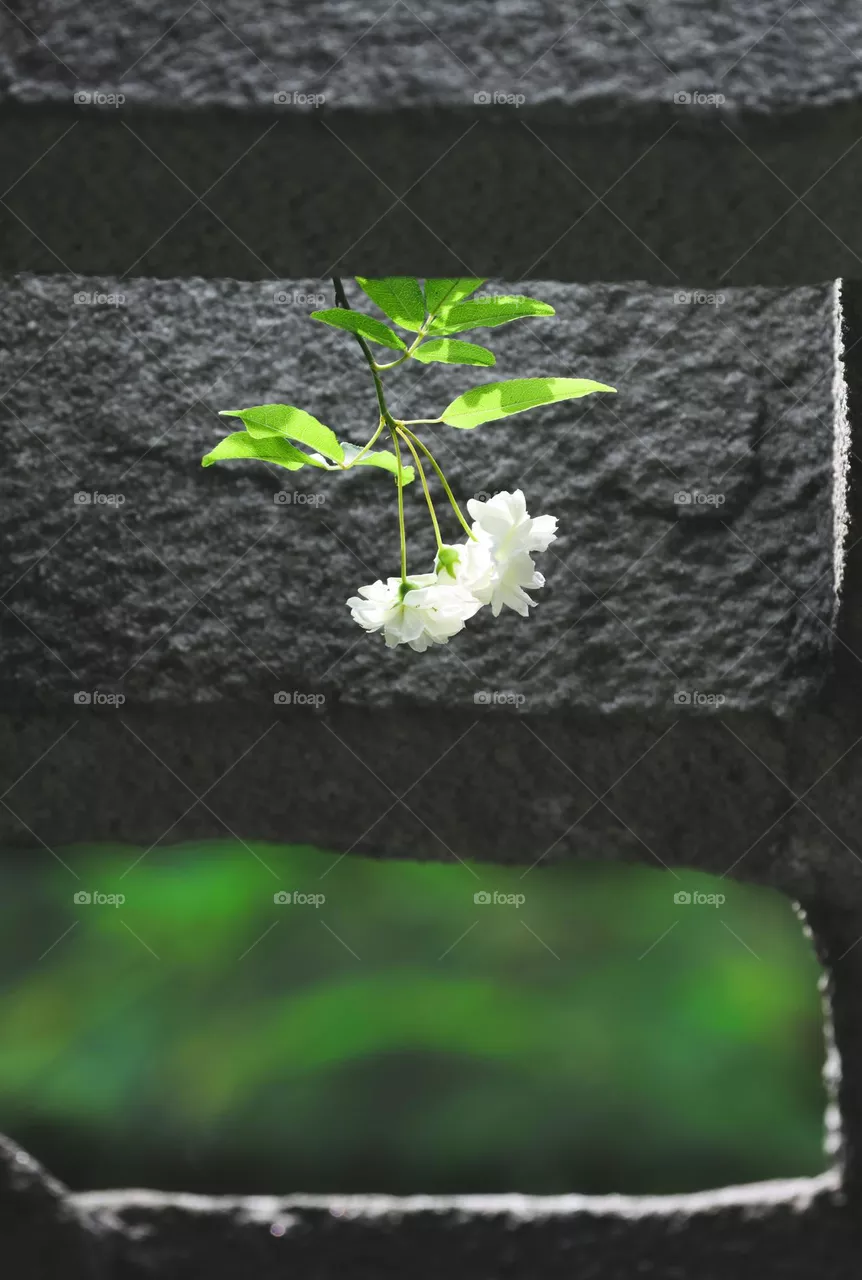 缝隙中的一枝花