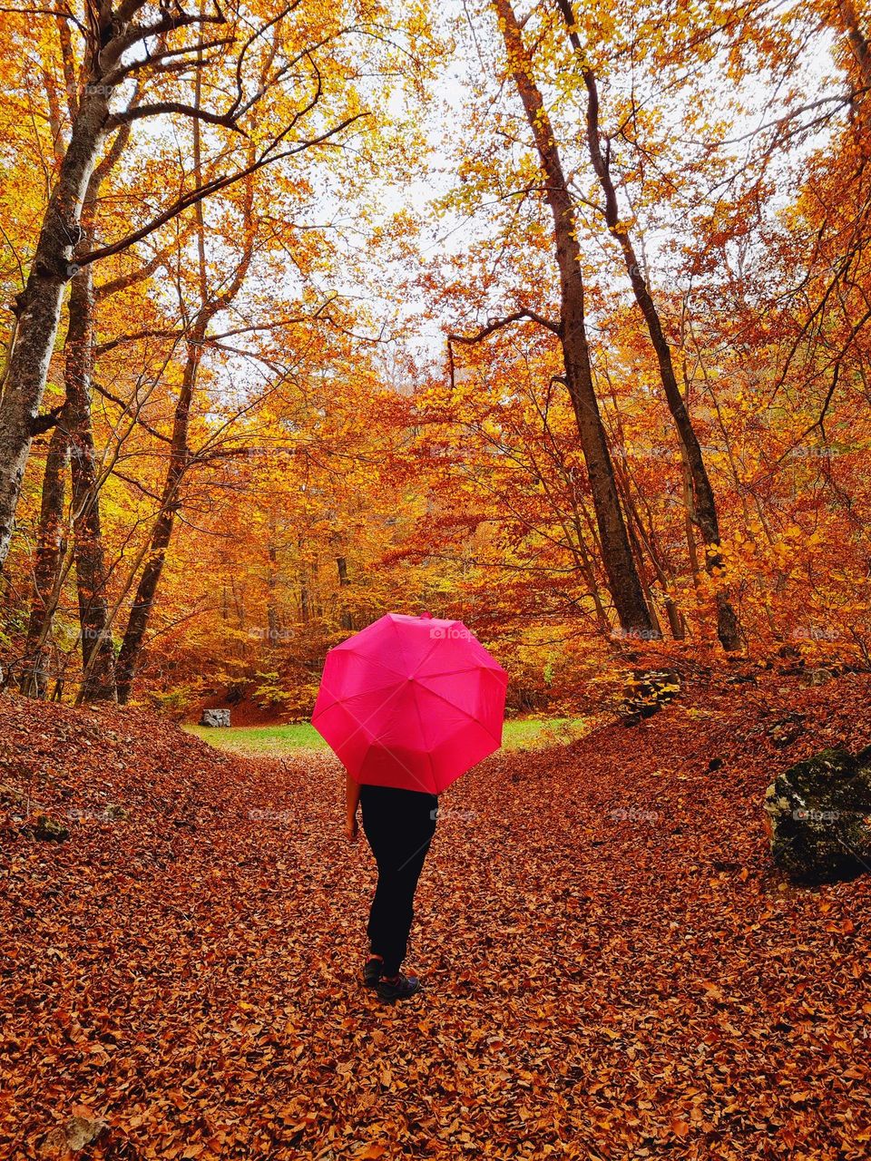 woman from behind with fuchsia umbrella immersed in the autumn colors of the forest