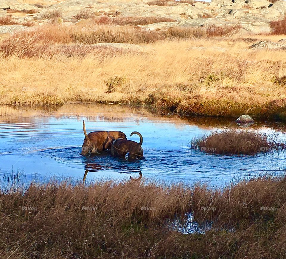 Boxers in pond