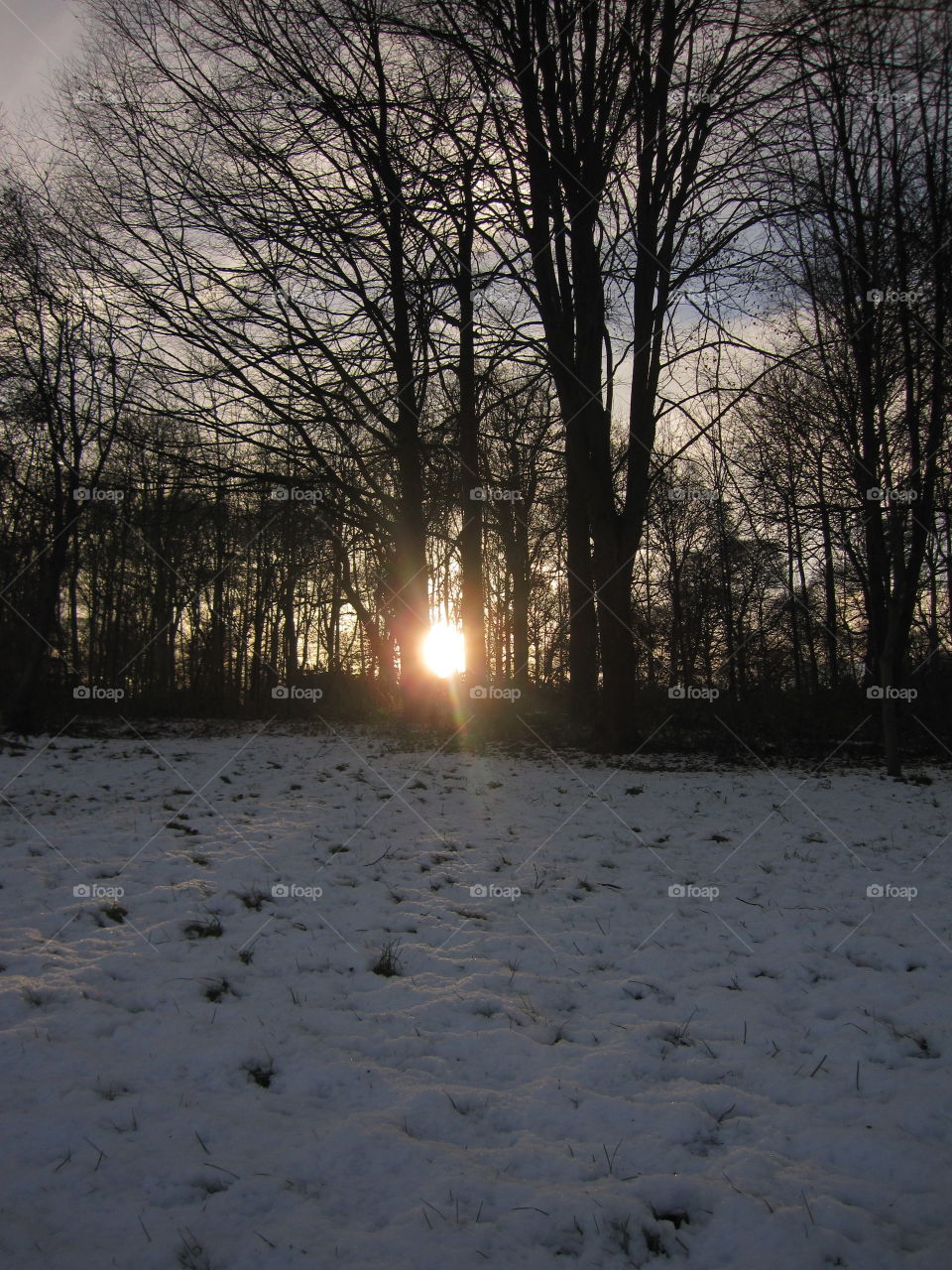 Winter, Snow, No Person, Dawn, Tree