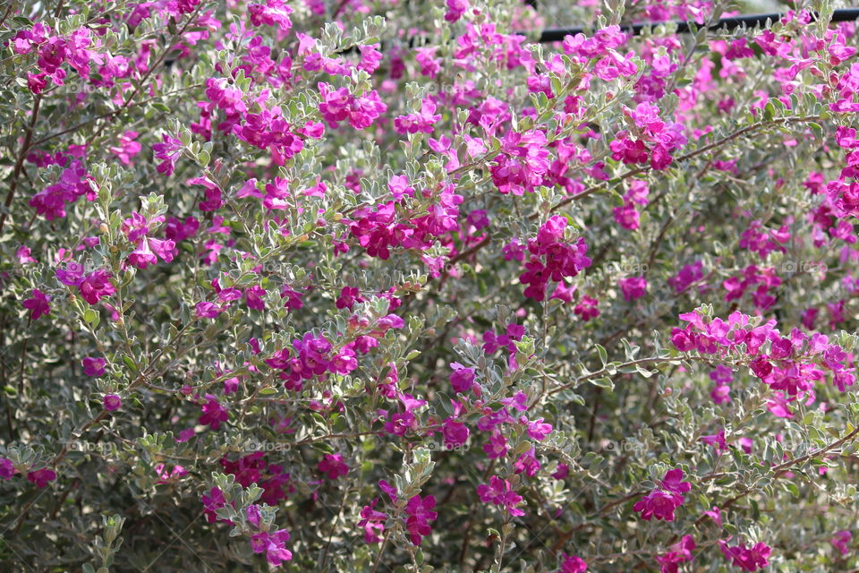 violet flowers blooming