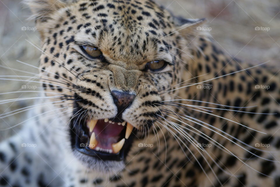 angry leopard