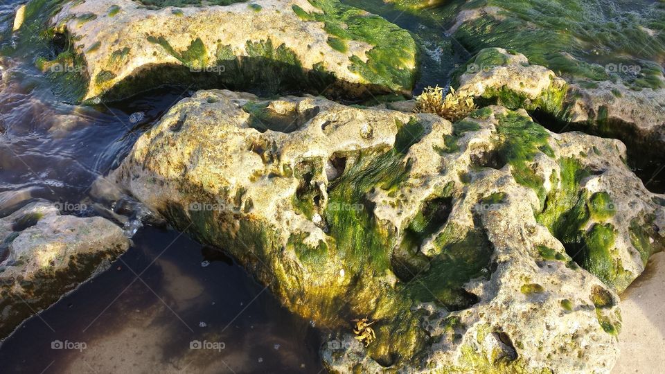seaweed in the rock