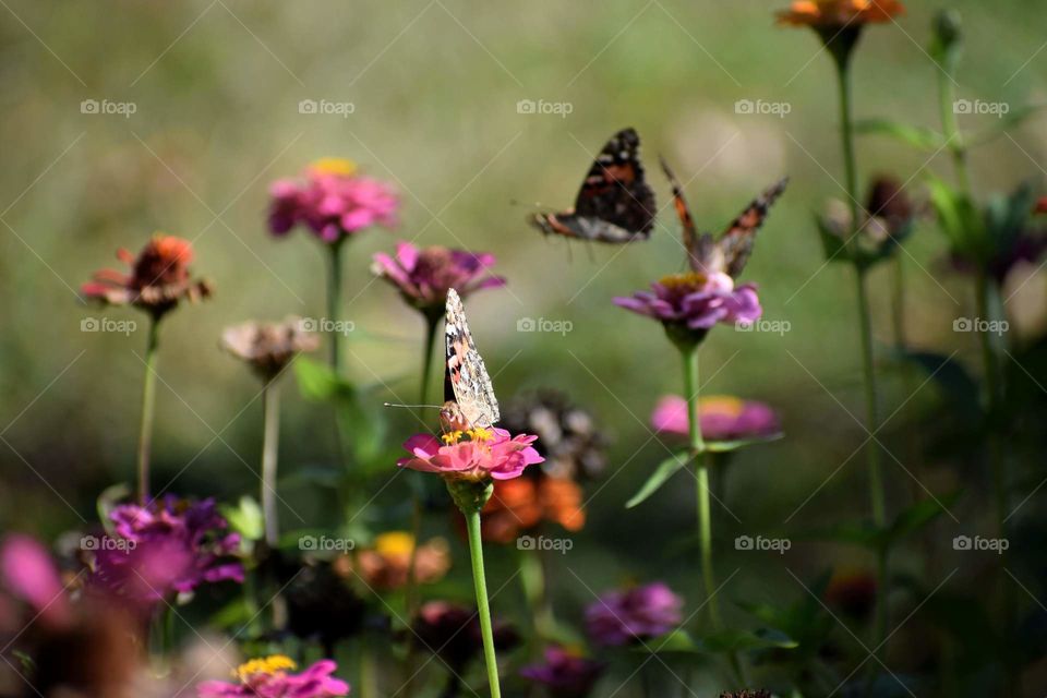 Butterflies painted ladies