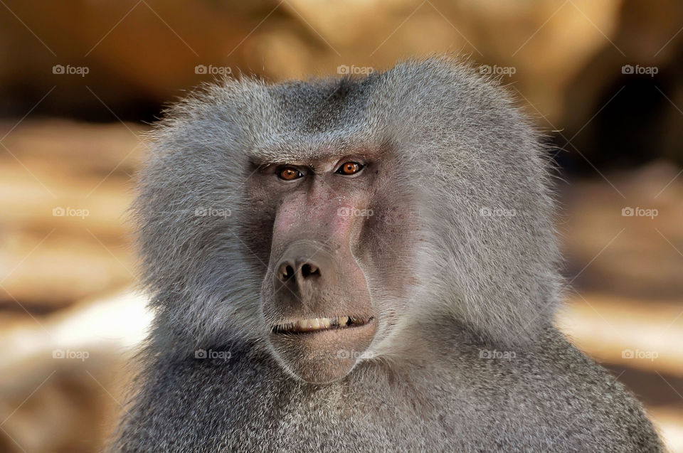 monkey portrate
