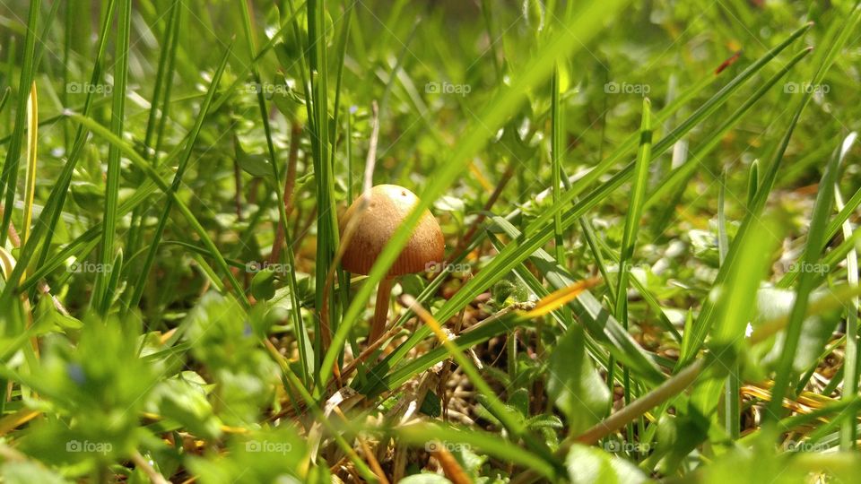 Tiny Brown Mushroom