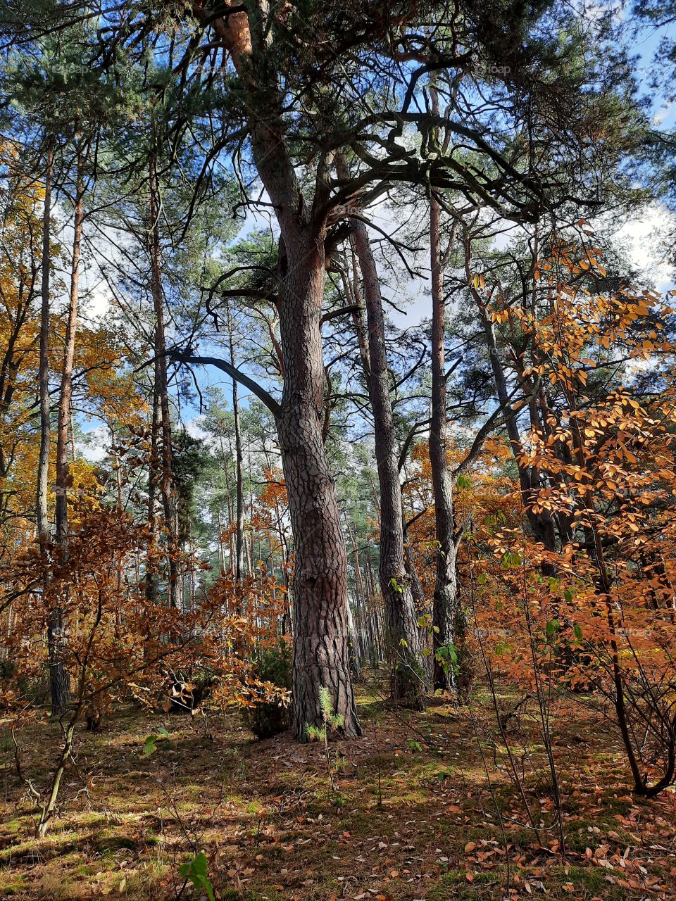 sunny day in autumn in the forest