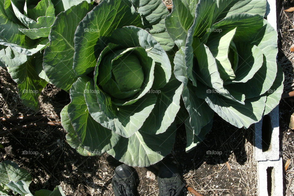 homegrown lettuce