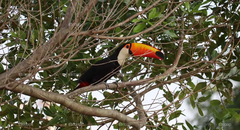 tucano